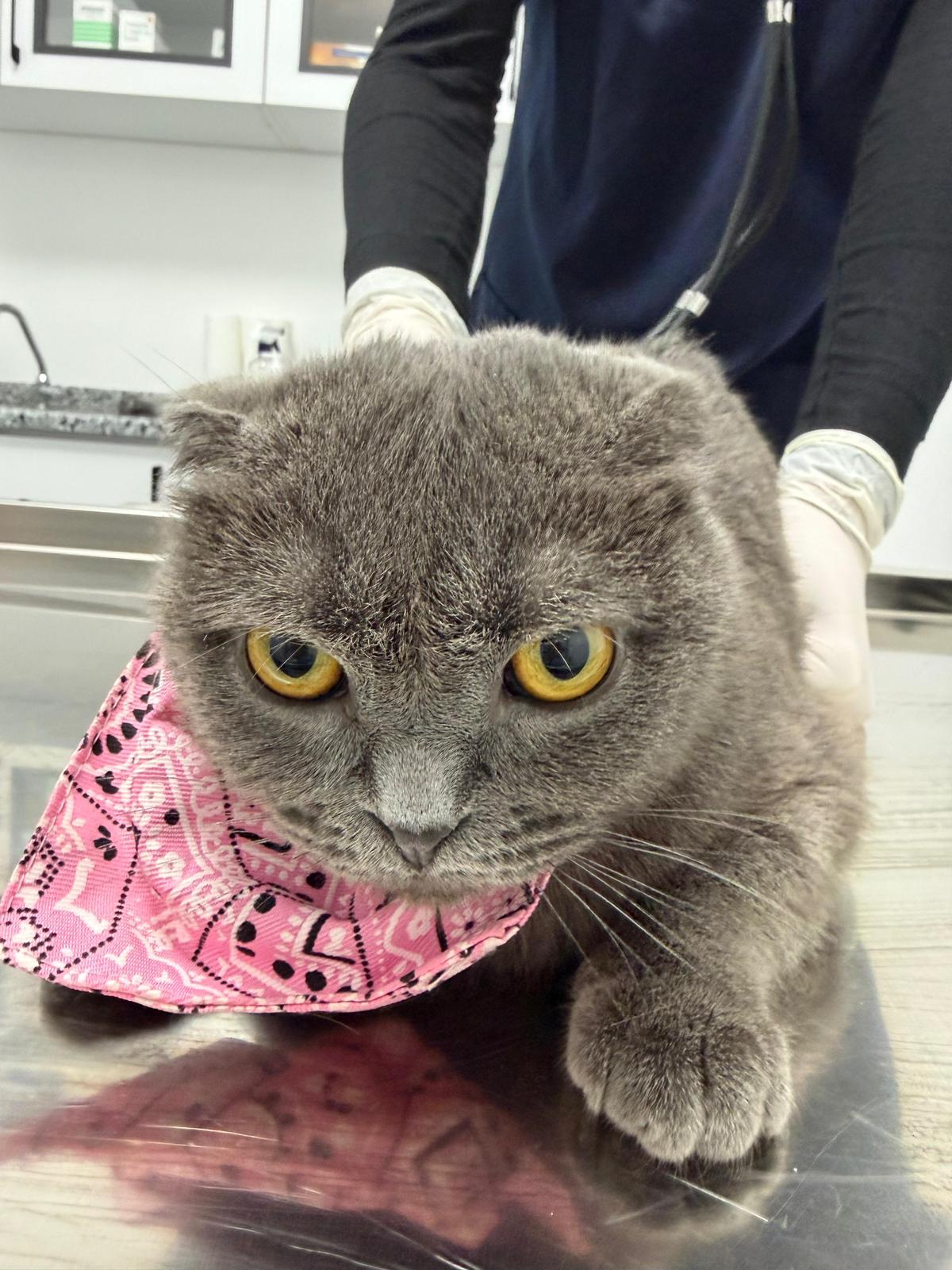 Sam-Vet Veteriner Kliniği görseli 1